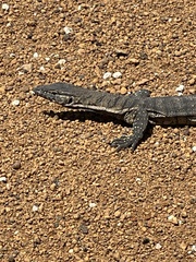 Varanus rosenbergi