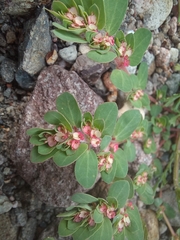 Euphorbia indivisa