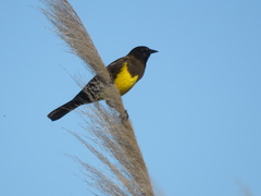 Pseudoleistes virescens