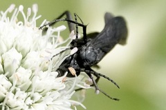 Paracyphononyx funereus