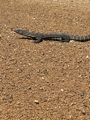 Varanus rosenbergi