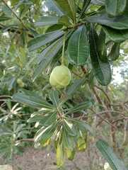 Cascabela ovata