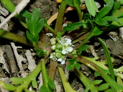 Lepidium coronopus