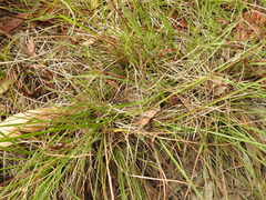 Eremochloa bimaculata
