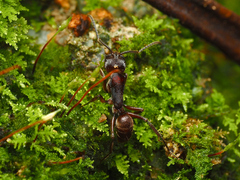 Odontoponera transversa