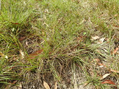 Eremochloa bimaculata