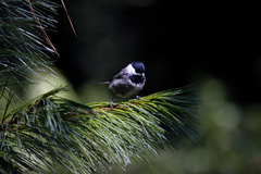 Poecile sclateri