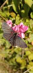 Melanis cephise