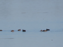 Heteronetta atricapilla