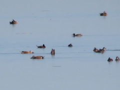 Heteronetta atricapilla