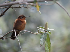 Aglaeactis cupripennis