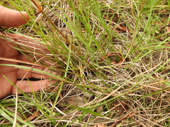 Eremochloa bimaculata