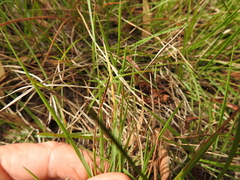 Eremochloa bimaculata
