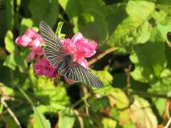 Melanis cephise