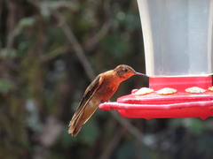 Aglaeactis cupripennis