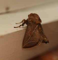 Anaxidia lozogramma