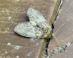 Peridea basitriens