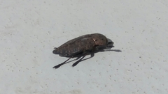 Capnodis tenebricosa