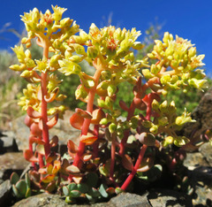 Sedum oregonense