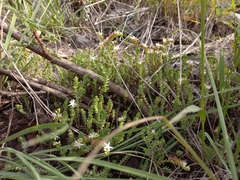 Sedum moranense