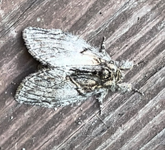 Peridea basitriens