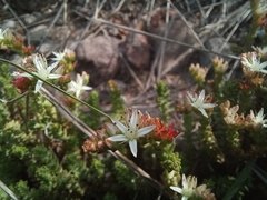 Sedum moranense