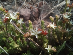 Sedum moranense