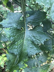 Lactuca floridana