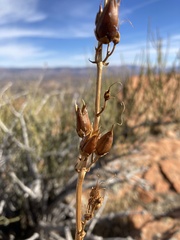 Penstemon palmeri