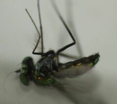 Condylostylus mundus
