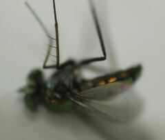 Condylostylus mundus