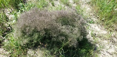 Gypsophila paniculata