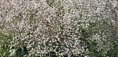 Gypsophila paniculata