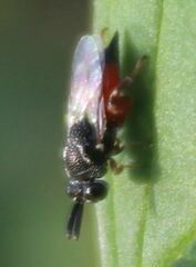 Brachymeria podagrica