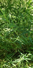 Gypsophila paniculata