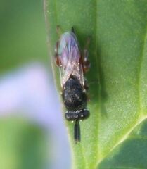 Brachymeria podagrica