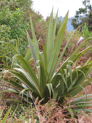 Cordyline indivisa