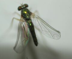 Amblypsilopus psittacinus