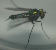 Condylostylus graenicheri