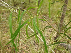 Eucalyptus exserta