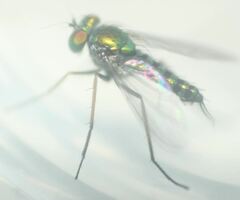 Condylostylus graenicheri