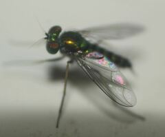 Condylostylus graenicheri