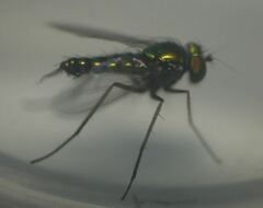 Condylostylus graenicheri