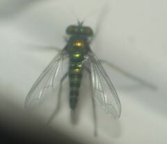 Condylostylus graenicheri