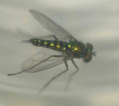 Condylostylus graenicheri