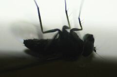 Condylostylus mundus