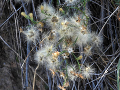 Bebbia juncea