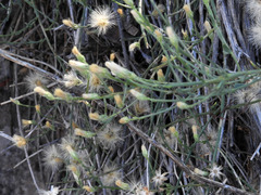 Bebbia juncea