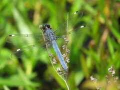 Libellula cyanea