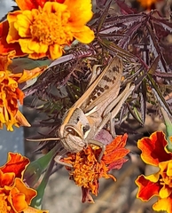 Patanga japonica